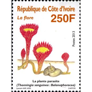Plantes parasites -Thonningia sanguinea : Balanophoracea